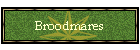broodmares
