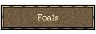 foals
